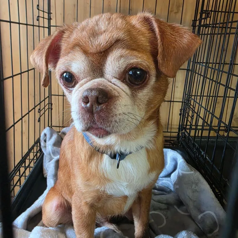 An adult small-sized male Red / Chestnut / Orange Pug dog named Eddie for adoption in Pittsburg, KS