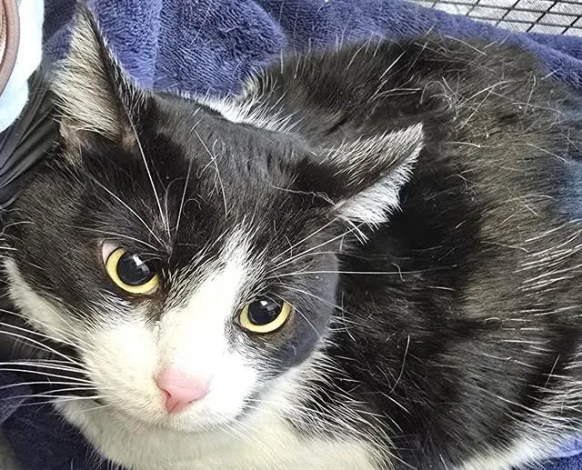 An adult small-sized female Domestic Short Hair cat named Dullahan for adoption in Tucson, AZ