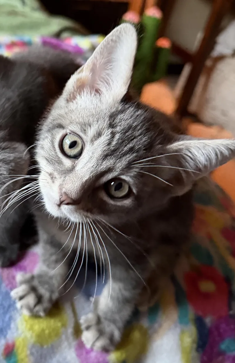 A young medium-sized male Gray / Blue / Silver Domestic Short Hair cat named King Henry for adoption in Redwood City, CA