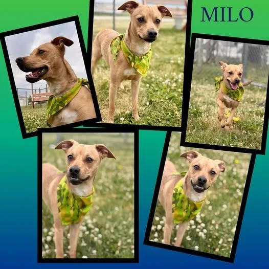 A young small-sized male Chihuahua dog named Milo for adoption in Rensselaer, IN