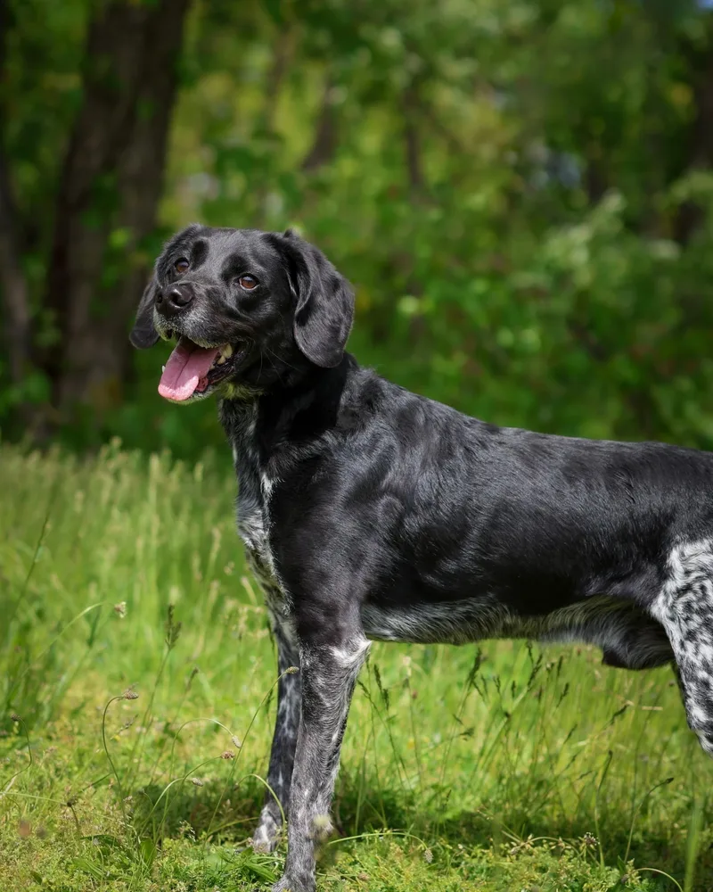 A young medium-sized male Black Beagle dog named Huron for adoption in Bridgeport, CT