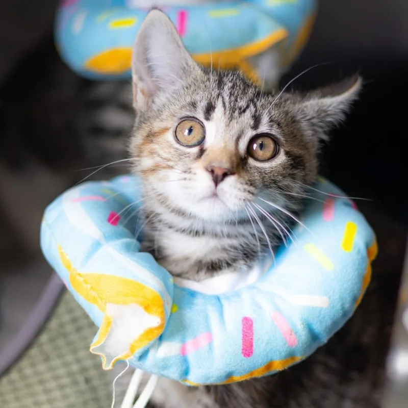 A baby small-sized female Calico Domestic Short Hair cat named Carol for adoption in Wilmington, DE
