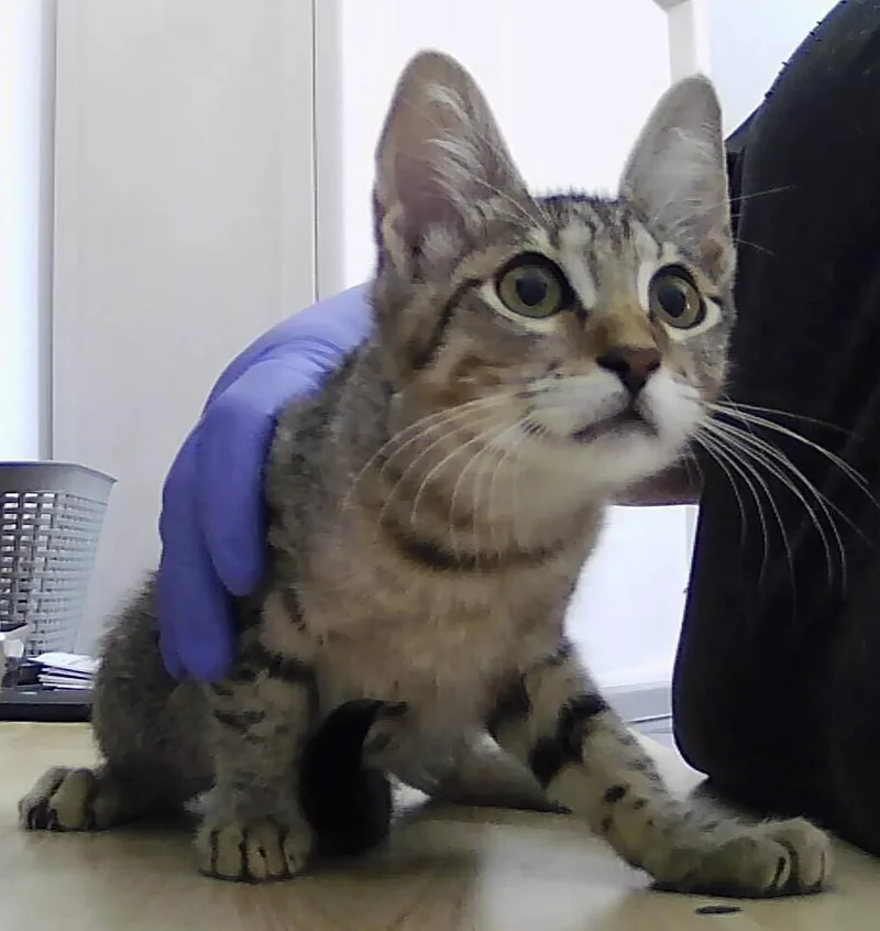 A baby small-sized male Tabby (Brown / Chocolate) Domestic Short Hair cat named Bowie for adoption in Anoka, MN