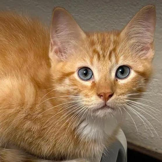 A baby small-sized male Orange / Red Domestic Short Hair cat named Scramble for adoption in Coralville, IA