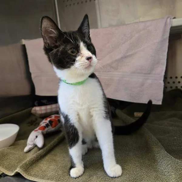 A baby small-sized male Domestic Short Hair cat named Domino for adoption in Oakland, CA