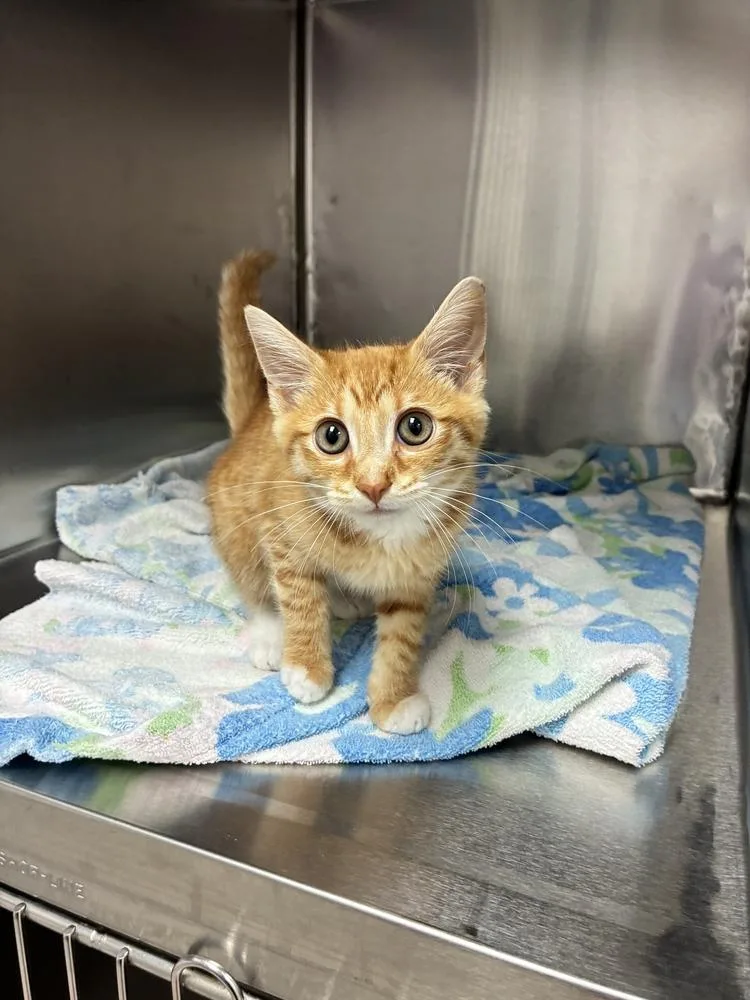 A baby small-sized male Tabby (Orange / Red) Domestic Short Hair cat named Meyer for adoption in Marietta, GA