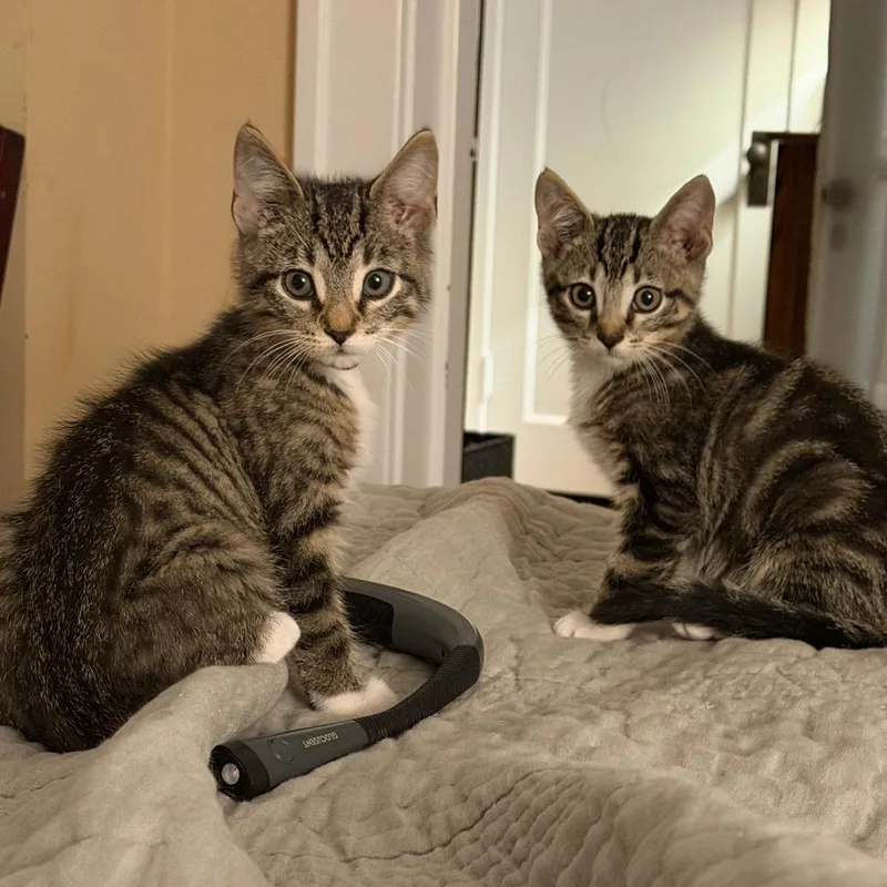 A baby small-sized male Brown / Chocolate Domestic Short Hair cat named Potsticker for adoption in Evanston, IL