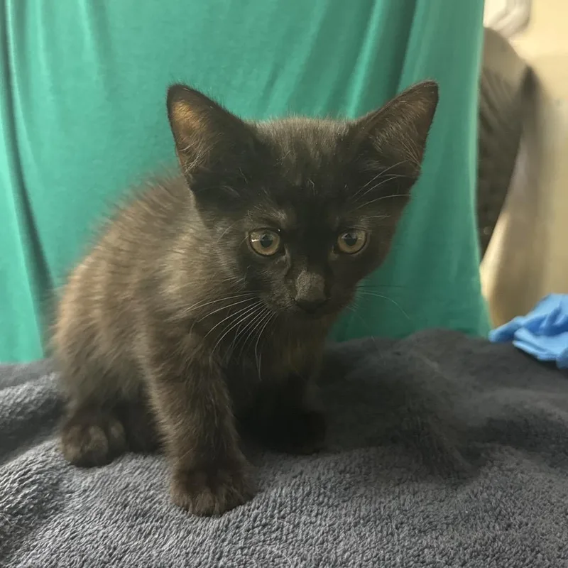 A baby small-sized female Black Domestic Short Hair cat named Florem for adoption in Lakeland, FL