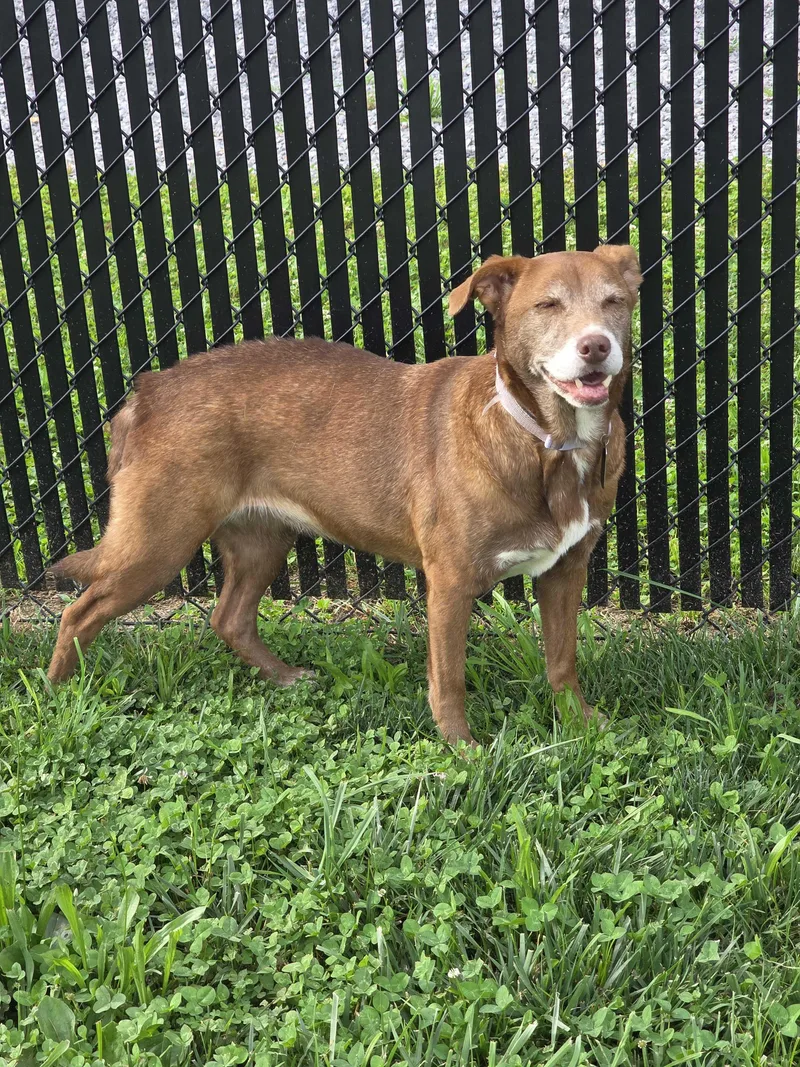 A senior medium-sized female Mixed Breed dog named Skyler for adoption in Sevierville, TN