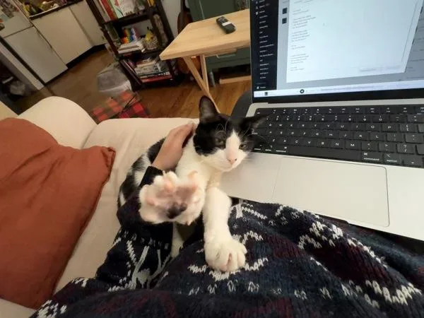 An adult medium-sized male Domestic Short Hair cat named Morty for adoption in Ridgewood, NY