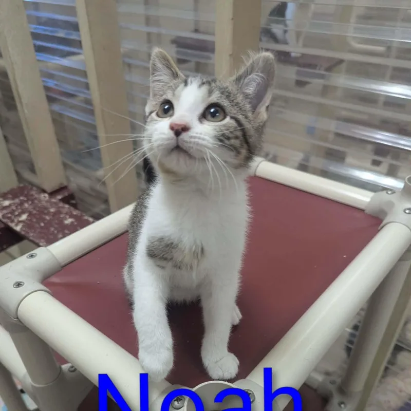 A baby medium-sized male Tabby (Gray / Blue / Silver) Domestic Short Hair cat named Noah for adoption in Logan, OH