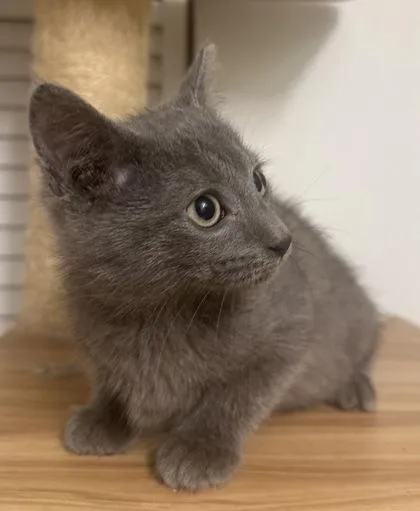 A baby small-sized male Domestic Short Hair cat named Mars for adoption in Wilkesboro, NC