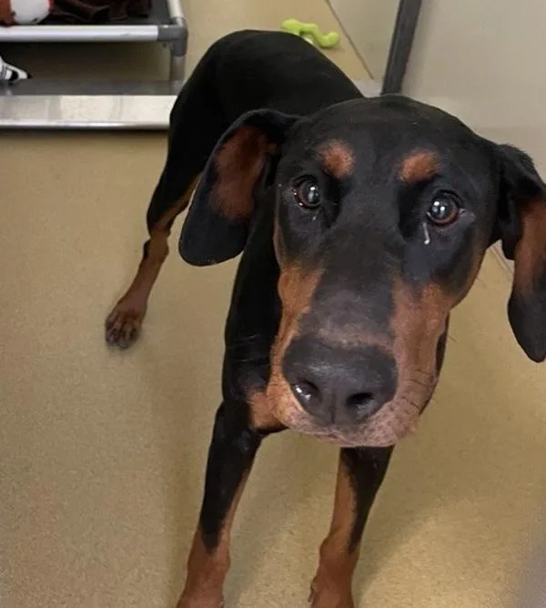 A young extra large-sized female Doberman Pinscher dog named Suzie for adoption in Escondido, CA