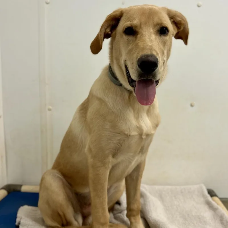 A baby small-sized female Yellow / Tan / Blond / Fawn Mixed Breed dog named Capri for adoption in Rocky Mount, VA