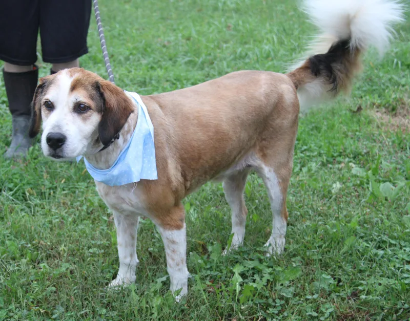 An adult medium-sized male Australian Shepherd dog named Loaf for adoption in Marietta, OH