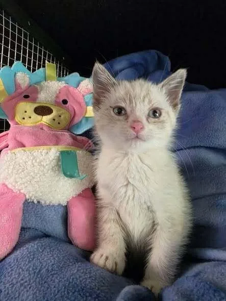 A baby medium-sized male Domestic Short Hair cat named Cloud for adoption in Dorr, MI