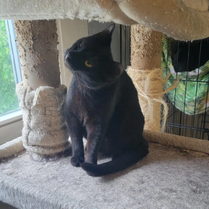 A young medium-sized female Domestic Short Hair cat named Tilltee for adoption in Portage, MI