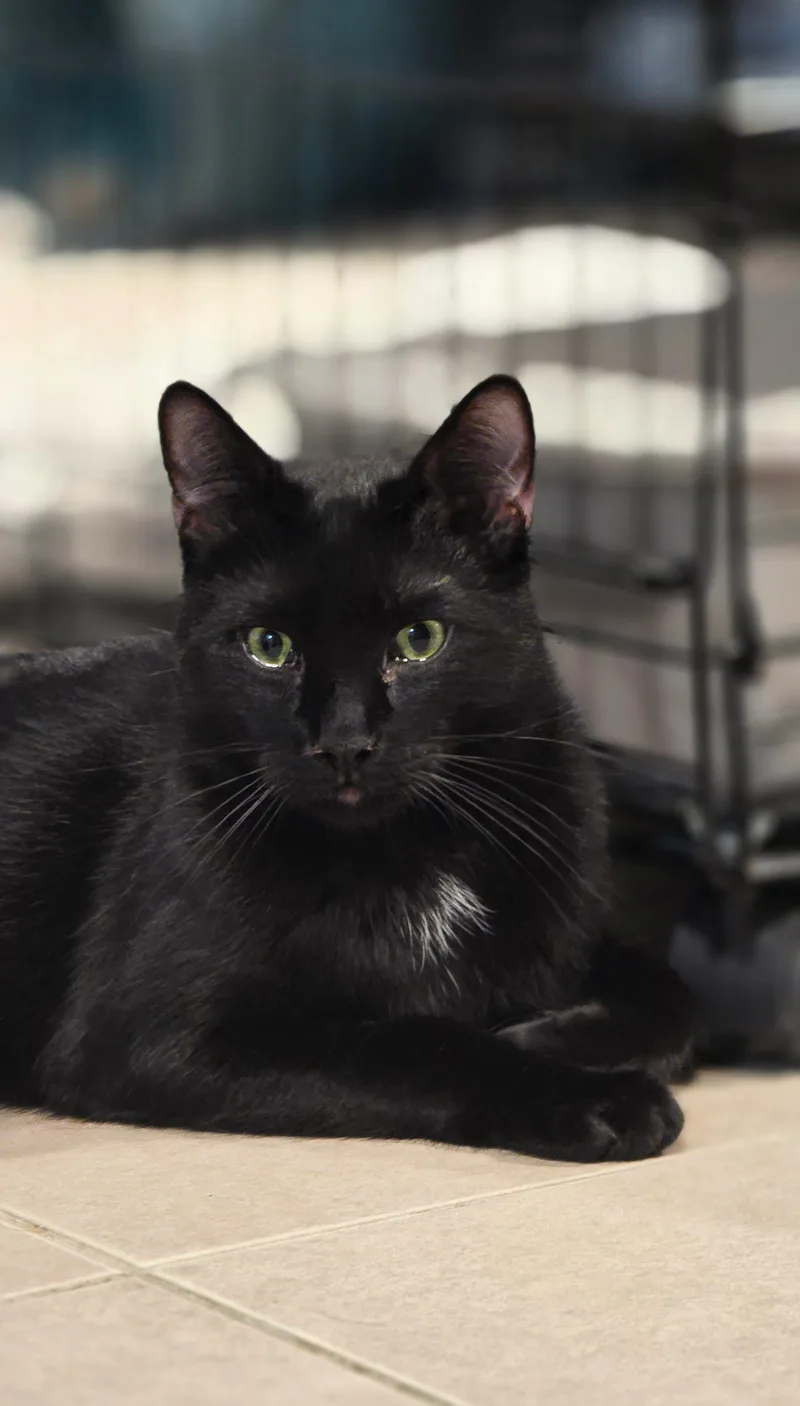 A young medium-sized male Black & White / Tuxedo Domestic Short Hair cat named Aladdin for adoption in North Bergen, NJ