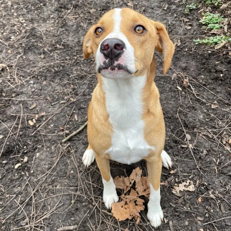 A young medium-sized male Bicolor Beagle dog named Bandy for adoption in Spencer, IN
