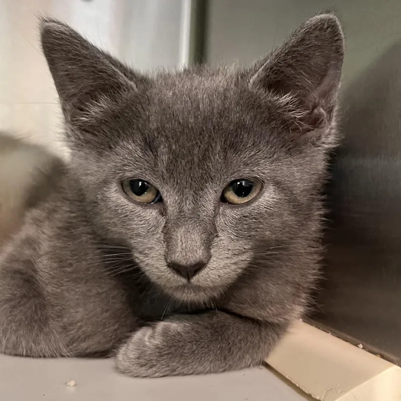 A baby small-sized female Gray / Blue / Silver Domestic Short Hair cat named Crawfish for adoption in Washburn, MO