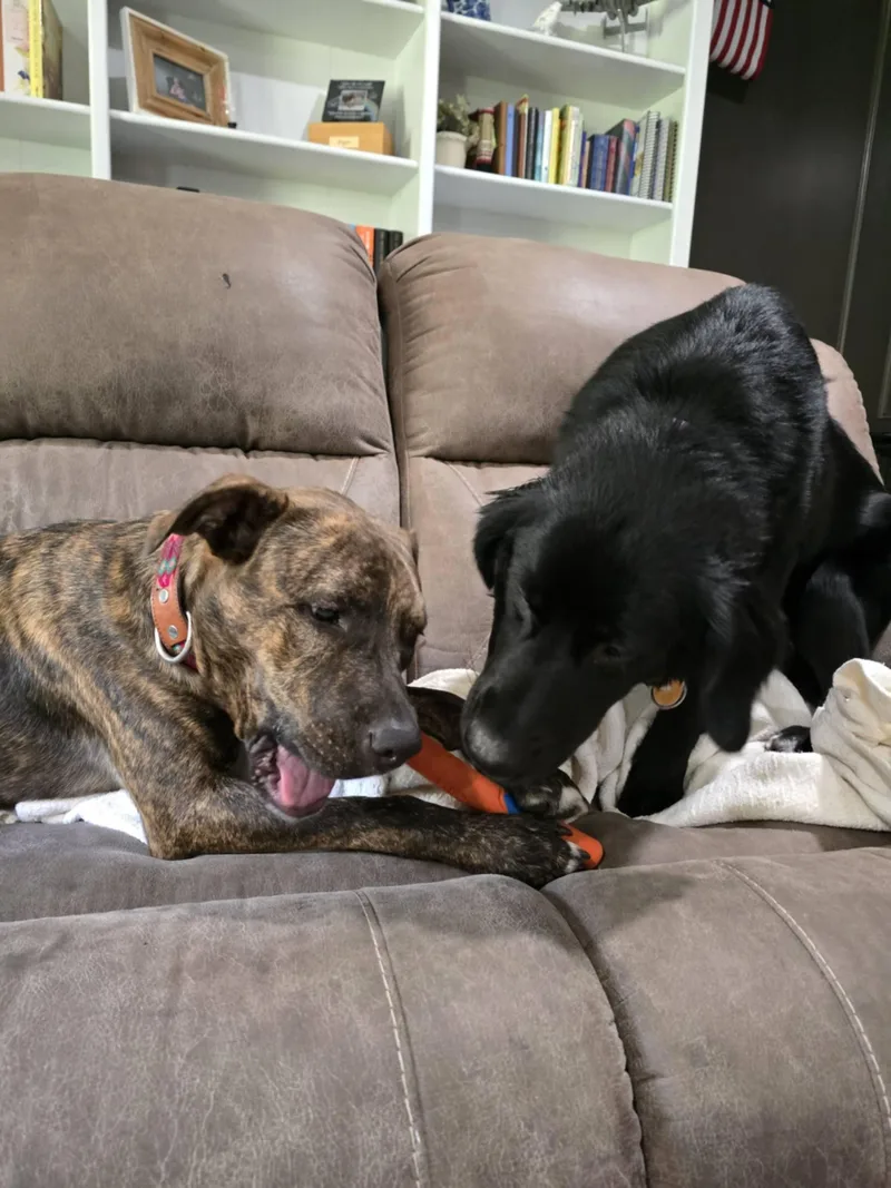 A baby medium-sized male Brindle American Staffordshire Terrier dog named Jack for adoption in Humble, TX
