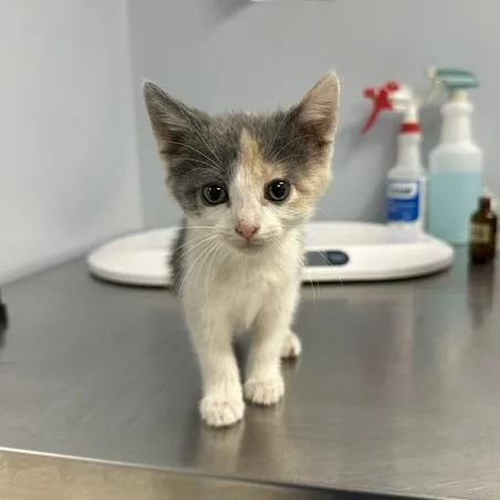 A baby small-sized female Calico Domestic Short Hair cat named Birdie for adoption in Indianapolis, IN