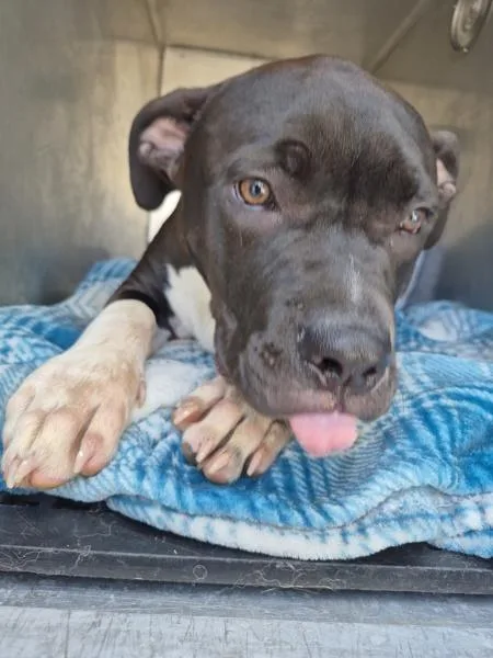 A young medium-sized male Labrador Retriever dog named Pen Revere for adoption in Lawrenceville, GA