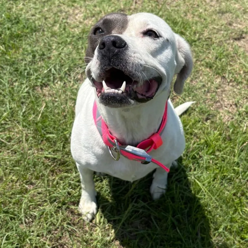 An adult medium-sized female White / Cream Mixed Breed dog named Ella for adoption in Alexandria, VA