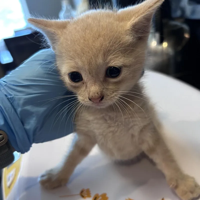 A baby small-sized male Buff / Tan / Fawn Domestic Short Hair cat named Rubber Chicken for adoption in Bastrop, TX