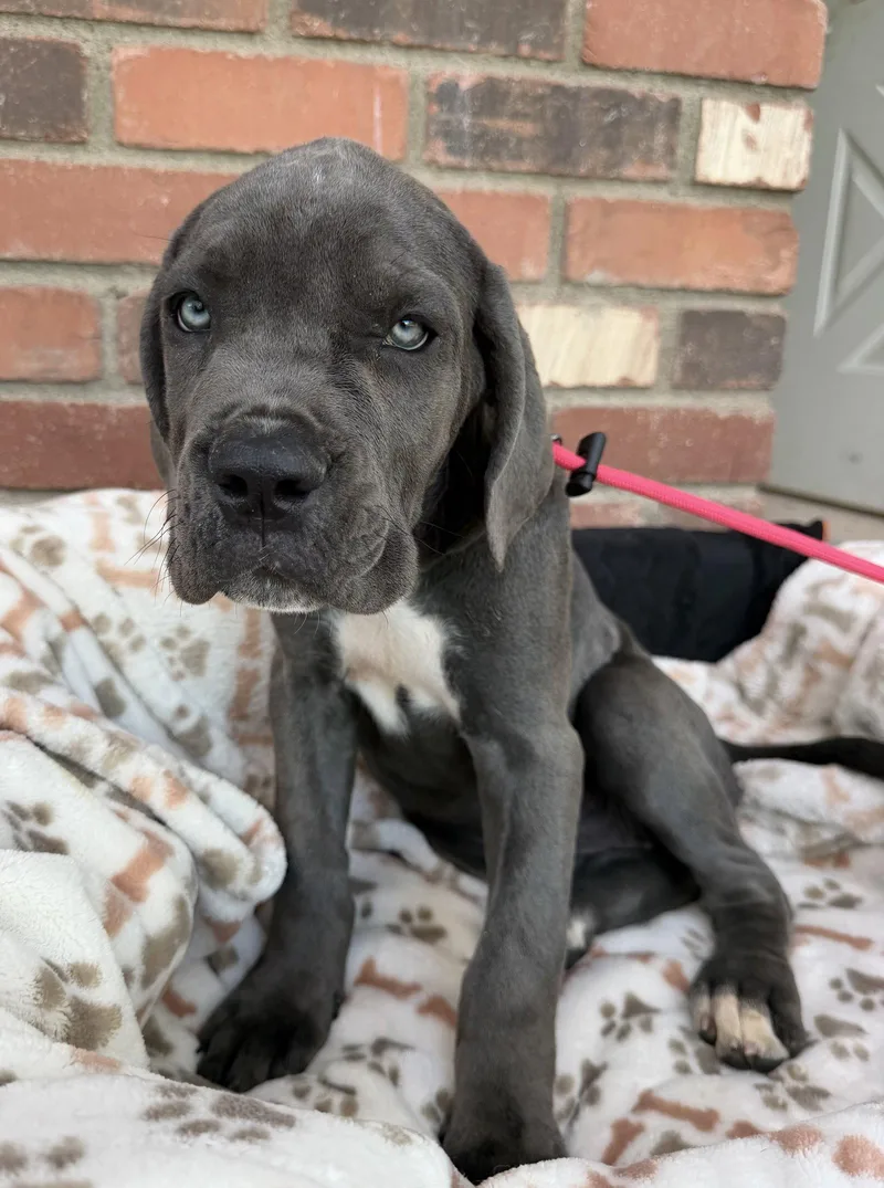 Munster Litter  Lily
