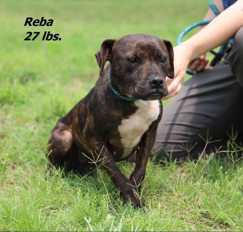 A young medium-sized female Mixed Breed dog named Reba for adoption in Oxford, NC