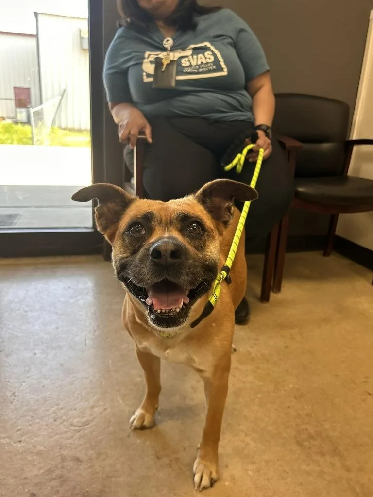 A young medium-sized female Boxer dog named Rosie for adoption in Minot, ND