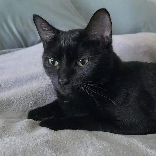 Jacky Binx thumbnail 2