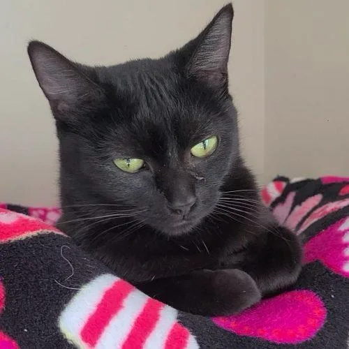 Jacky Binx thumbnail 3
