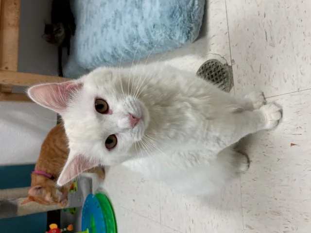 An adult medium-sized male Domestic Long Hair cat named Snowball for adoption in Hollister, CA
