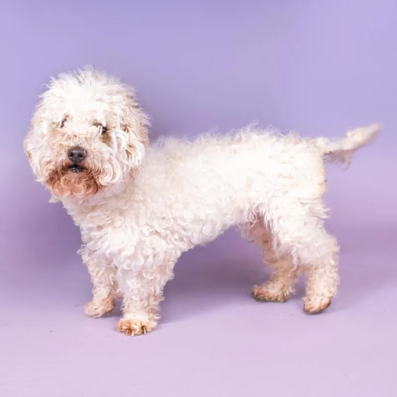 An adult small-sized male White / Cream Poodle dog named Cosmo for adoption in Northbrook, IL