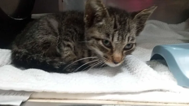 A young medium-sized female Domestic Short Hair cat named Precious for adoption in Burgaw, NC