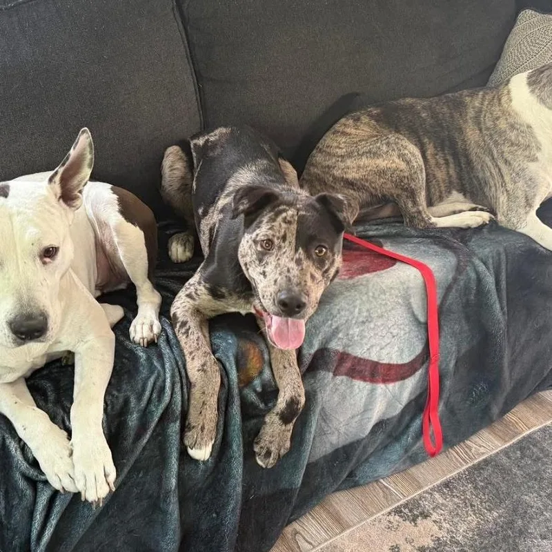 A baby medium-sized female Catahoula Leopard Dog dog named Darla for adoption in Philadelphia, PA