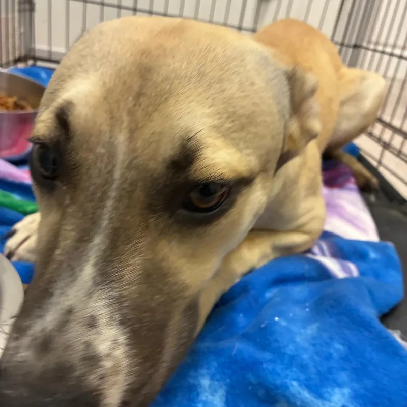 A baby medium-sized female Yellow / Tan / Blond / Fawn Mixed Breed dog named Nala for adoption in Horn Lake, MS