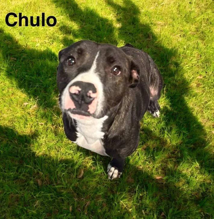 Chulo