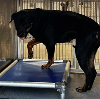 A young large-sized female Rottweiler dog named Ricky for adoption in Downey, CA