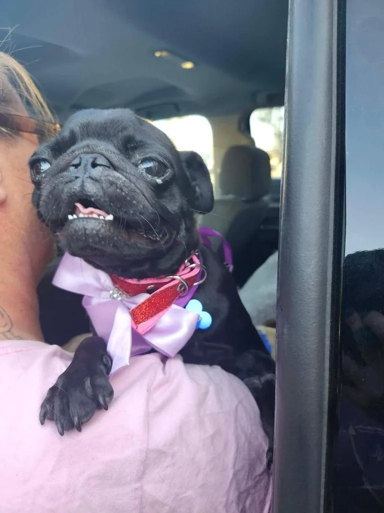 Pugsy