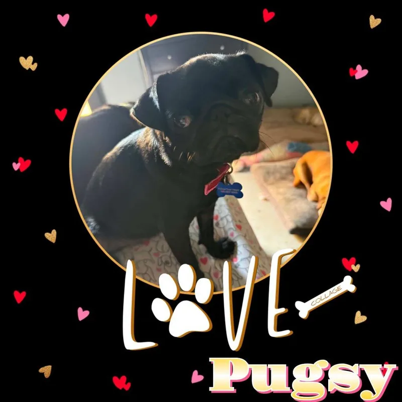 Pugsy thumbnail 2