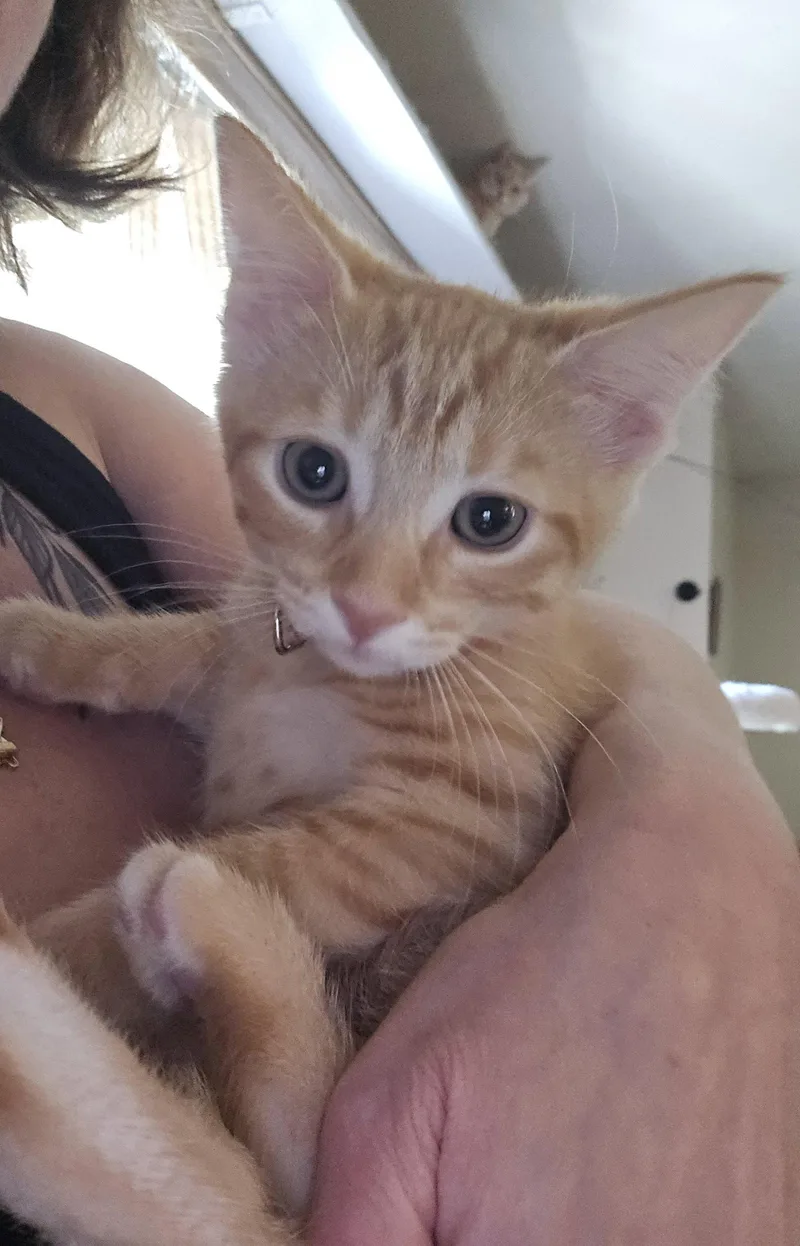 A baby medium-sized female Domestic Short Hair cat named Catalina for adoption in Walled Lake, MI