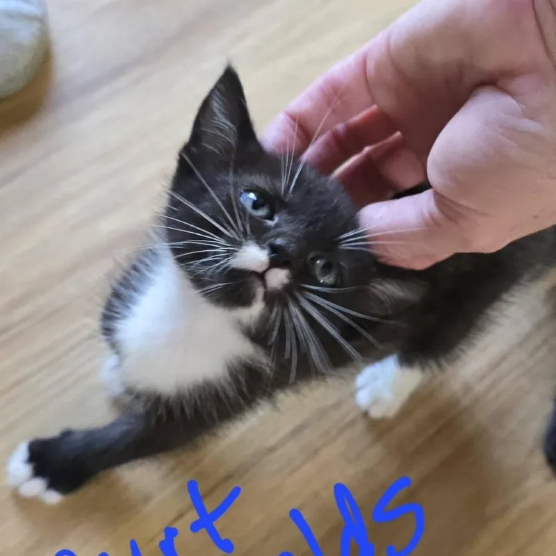 A baby small-sized male Domestic Short Hair cat named Burt Reynolds for adoption in New Tazewell, TN