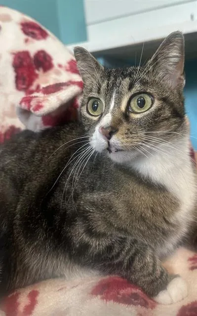 An adult medium-sized female Domestic Short Hair cat named Isis for adoption in Castaic, CA