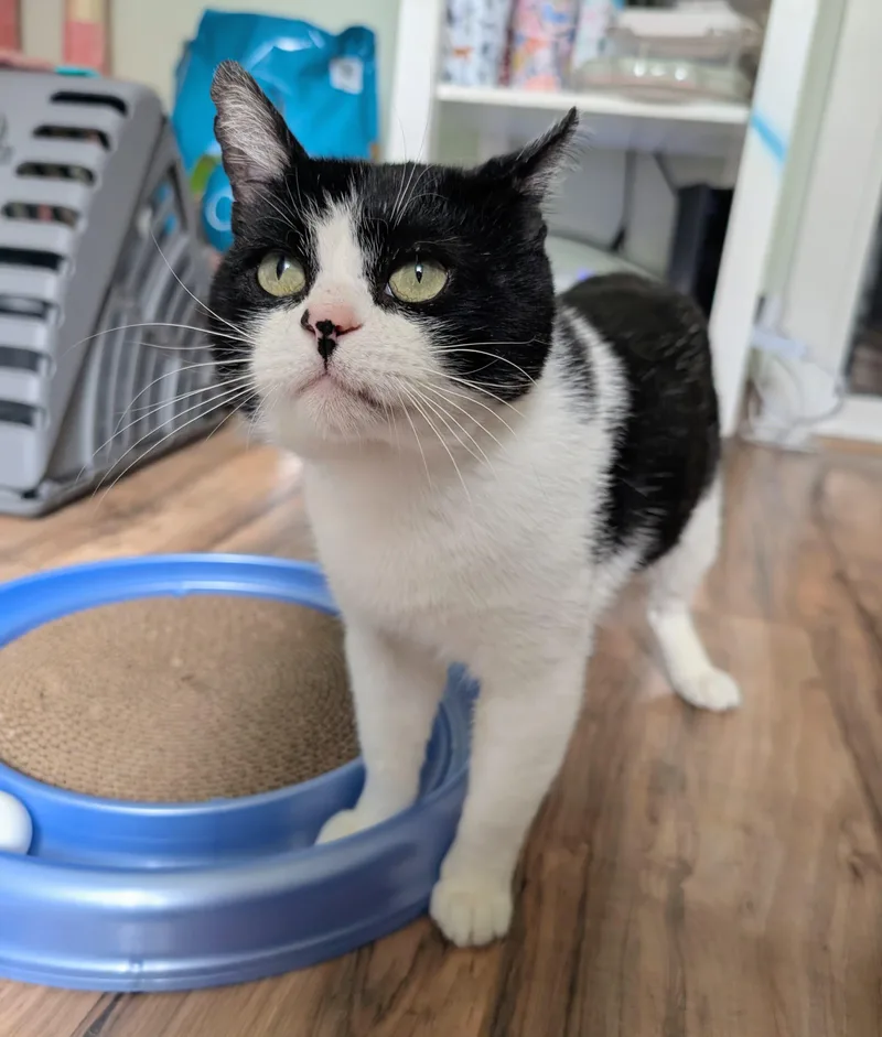 An adult medium-sized male Black Domestic Short Hair cat named Tapioca for adoption in Rochester, NY