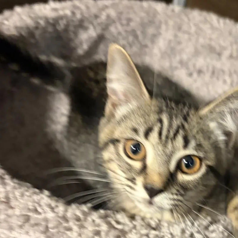 A baby small-sized female Brown / Chocolate Domestic Short Hair cat named Carmine for adoption in Hamburg, NY