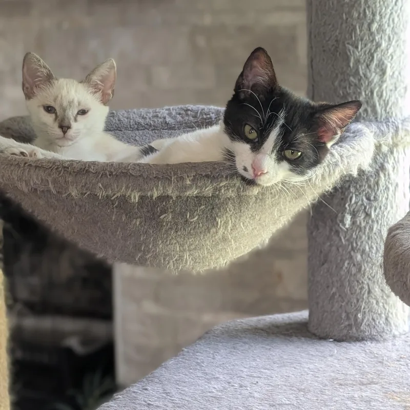 A baby medium-sized female Domestic Short Hair cat named Freckle aka Cindy Crawford for adoption in Wilmington, NC