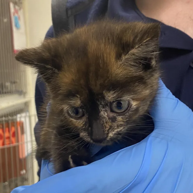 A baby small-sized female Tortoiseshell Domestic Short Hair cat named 71154 for adoption in Harrisonburg, VA